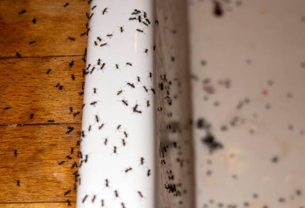 Best Affordable Pest Control Services  in Amelia, OH