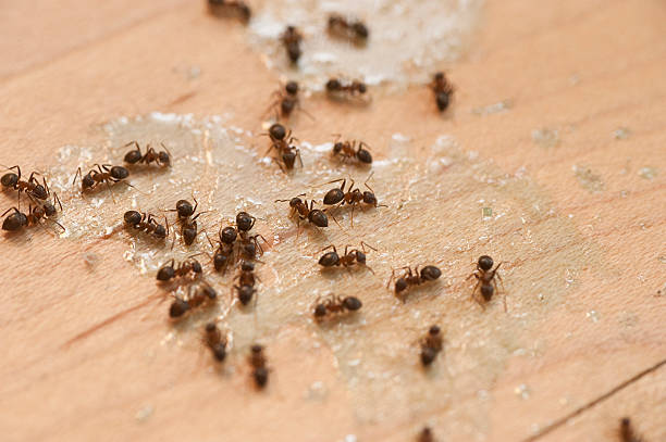 Best Mosquito Control Services  in Amelia, OH
