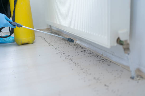 Best Cockroach Control Services  in Amelia, OH